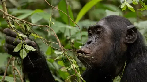 Apes Ingesting the Equivalent of a Beer Per Day from Overripe Fruits, Research Reveals